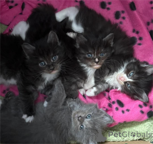 Photo №1. maine coon - for sale in the city of Amstetten | 329$ | Announcement № 153374