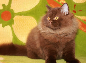 Photo №4. I will sell british longhair in the city of Минск. private announcement - price - Negotiated
