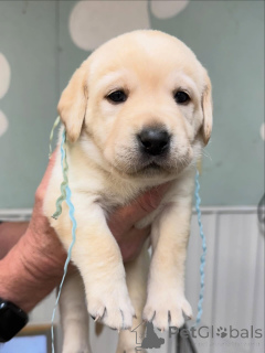 Photo №1. labrador retriever - for sale in the city of Basel | negotiated | Announcement № 179024