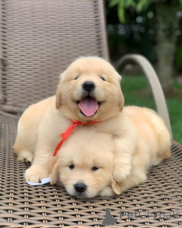 Photo №1. golden retriever - for sale in the city of Amsterdam | negotiated | Announcement № 172269