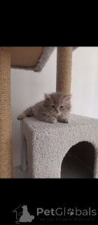 Photo №1. british longhair - for sale in the city of Ankara | negotiated | Announcement № 152329