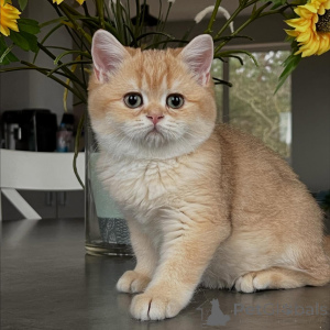 Photo №1. chinchilla cat - for sale in the city of Berlin | negotiated | Announcement № 159633