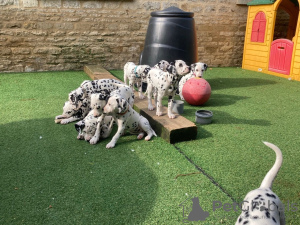 Photo №2 to announcement № 36508 for the sale of dalmatian dog - buy in Russian Federation 