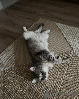 Photo №1. british shorthair - for sale in the city of Aiola | 568$ | Announcement № 157769