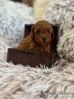 Photo №3. Dark red poodle with FCI pedigree. Bulgaria