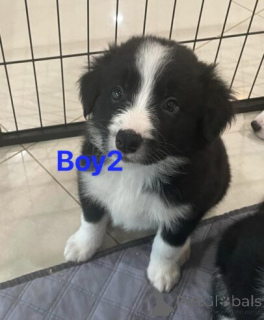 Photo №1. border collie - for sale in the city of Wedel | 599$ | Announcement № 175180