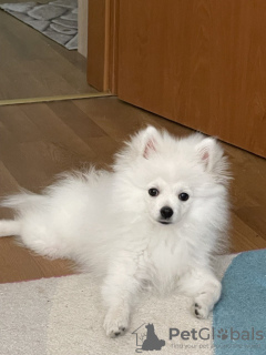 Additional photos: Selling a Pomeranian Spitz puppy, 4 month old girl, snow-white beauty, nickname