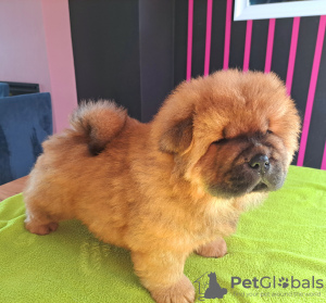 Additional photos: Chow chow puppies