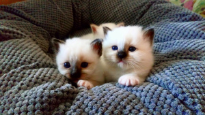 Photo №3. Kittens for sale rare breeds Sacred Burma. Russian Federation