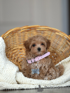Photo №2 to announcement № 174832 for the sale of maltipu - buy in Germany breeder