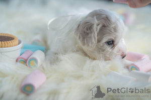 Photo №3. Bichon Friesian puppies. Serbia