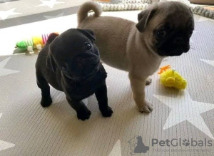 Photo №1. pug - for sale in the city of Gelsenkirchen | 200$ | Announcement № 129862