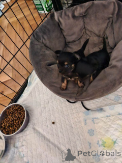 Photo №1. chihuahua - for sale in the city of Atlanta | 700$ | Announcement № 161378