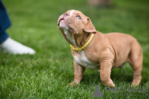 Additional photos: American Bully puppies for sale