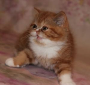 Photo №1. exotic shorthair - for sale in the city of Москва | negotiated | Announcement № 5638