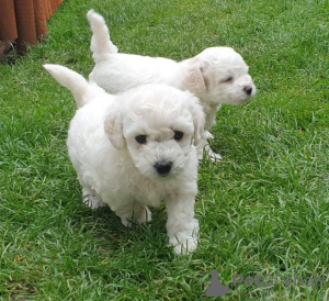 Photo №2 to announcement № 18613 for the sale of bichon frise - buy in Germany private announcement