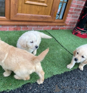 Photo №2 to announcement № 141161 for the sale of golden retriever, labrador retriever - buy in Canada private announcement