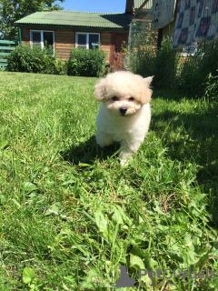 Photo №1. bichon frise - for sale in the city of Электроугли | 762$ | Announcement № 10987