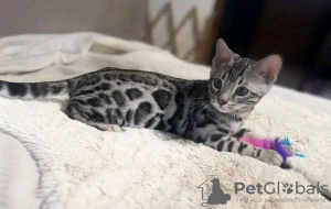 Photo №2 to announcement № 121708 for the sale of bengal cat - buy in Russian Federation breeder