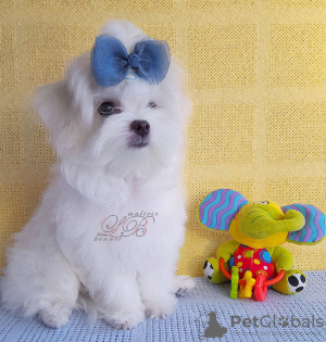 Photo №2 to announcement № 68748 for the sale of maltese dog - buy in Ukraine from nursery