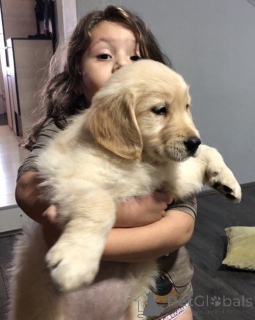 Photo №4. I will sell golden retriever in the city of Kovilj. breeder - price - negotiated