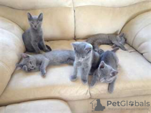 Photo №1. russian blue - for sale in the city of Toulouse | 208$ | Announcement № 26248