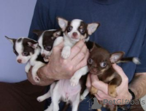 Photo №1. chihuahua - for sale in the city of Москва | 591$ | Announcement № 13452