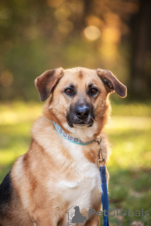 Photo №3. A very smart and grateful dog Gerda is looking for a family!. Russian Federation