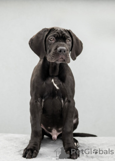 Photo №4. I will sell cane corso in the city of Kiev. from nursery, breeder - price - 1652$