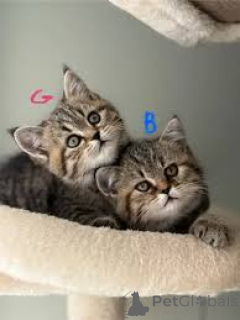 Photo №1. european shorthair - for sale in the city of Paris | 516$ | Announcement № 165503