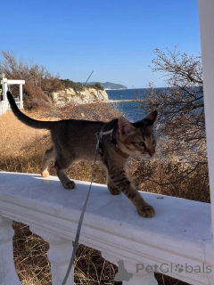 Photo №3. Chausie cat and cat. Russian Federation