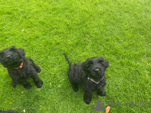 Photo №3. Quality Giant Schnauzer puppies for sale.. United Kingdom