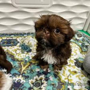 Photo №3. Shih Tzu-puppy's te koop. Belgium