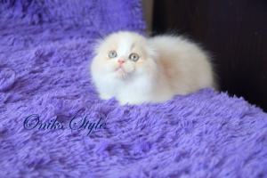 Photo №1. scottish fold - for sale in the city of Krymsk city | negotiated | Announcement № 6395