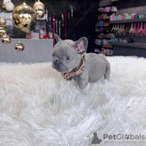 Photo №1. french bulldog - for sale in the city of Memphis | 350$ | Announcement № 99284