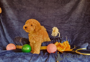 Additional photos: Mini and toy poodles