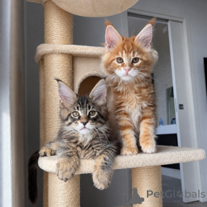 Photo №1. maine coon - for sale in the city of Norrköping | negotiated | Announcement № 171096
