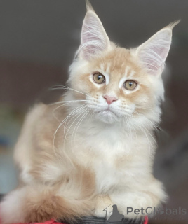 Photo №1. maine coon - for sale in the city of Baden Baden | 996$ | Announcement № 163189