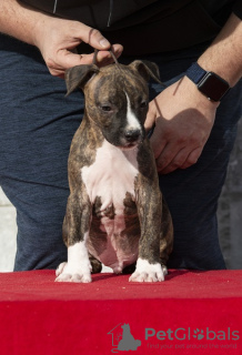 Photo №4. I will sell american staffordshire terrier in the city of Obrenovac.  - price - negotiated