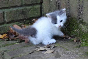 Photo №1. munchkin - for sale in the city of Pécs | Is free | Announcement № 99022