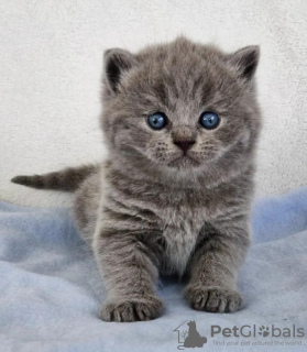 Photo №2 to announcement № 122122 for the sale of british shorthair - buy in United States private announcement