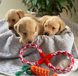 Photo №2 to announcement № 7990 for the sale of labrador retriever - buy in Germany 