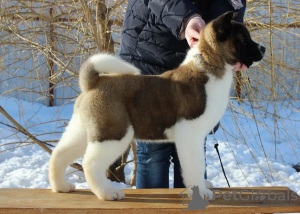 Photo №2 to announcement № 32615 for the sale of american akita - buy in Russian Federation from nursery, breeder