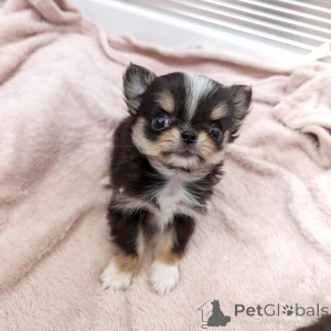 Photo №3. Available Chihuahua Puppies For sale contact whatsapp business 447450021323. Finland