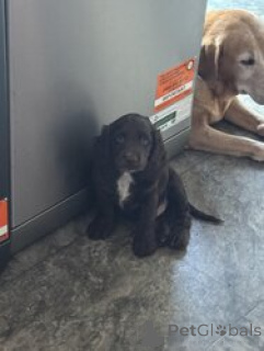 Photo №4. I will sell american cocker spaniel in the city of Bella. breeder - price - negotiated