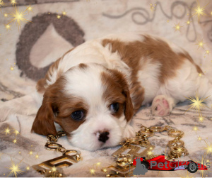 Photo №3. Puppies Cavalier King Charles Spaniel. Belarus