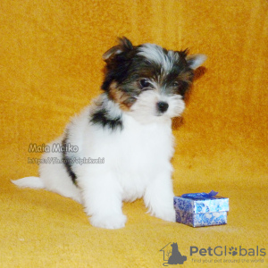 Photo №3. Biewer Yorkshire terrier puppies.. Russian Federation