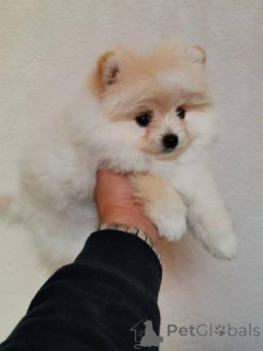 Photo №2 to announcement № 167387 for the sale of pomeranian - buy in Australia 
