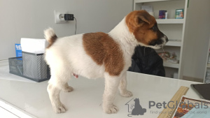 Photo №2 to announcement № 13659 for the sale of fox terrier - buy in Moldova private announcement