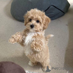 Photo №3. Bella, the queen of hearts and the ruler of cuddles. Switzerland